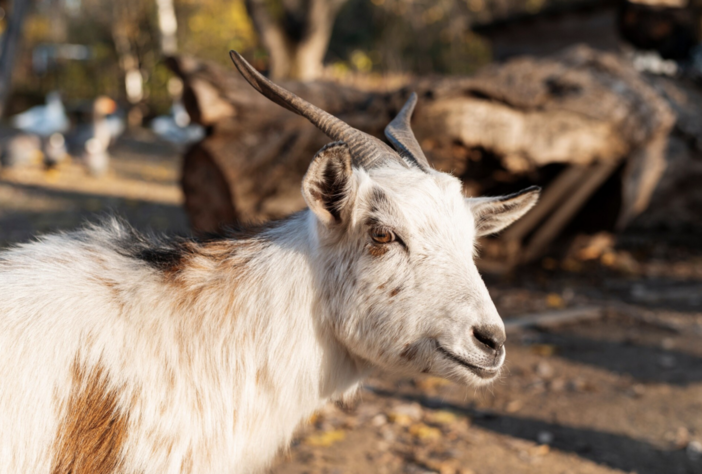 A Croveo torna la fiera “Craf in Crof” A Croveo torna la fiera “Craf in Crof”
