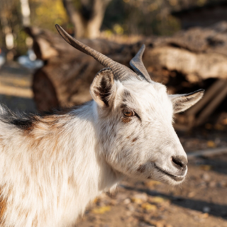 A Croveo torna la fiera “Craf in Crof”