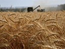 Anche il Piemonte non è immune al drastico calo europeo della produzione di cerali