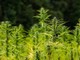 Coltivazione della cannabis: il Consiglio Regionaledà il via libera per la canapa e le sue filiere produttive