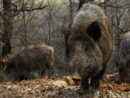 Caccia e peste suina, Bongioanni: &quot;Prolungato di un mese il calendario per il cinghiale&quot;