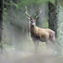 Più cervi e camosci abbattuti in Canton Vallese