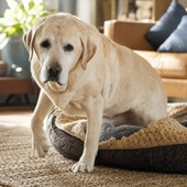 Condrostress XL e mobilità articolare del cane, il ruolo del supporto nutrizionale nella vita quotidiana