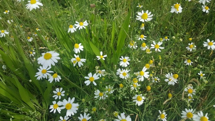 Le piante di camomilla Le piante di camomilla