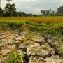 Coldiretti Piemonte, giornata ambiente: attenzione a cambiamenti climatici e consumo di suolo