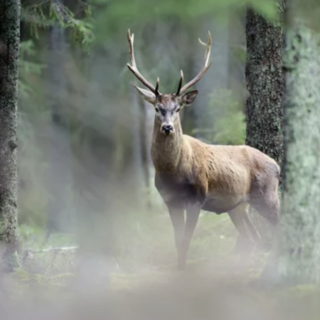 Più cervi e camosci abbattuti in Canton Vallese