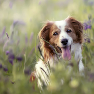 "A Domo servirebbe un'area verde  dedicata ai cani"
