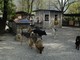 Nuova convenzione tra il Comune di Domodossola e gli Amici del Cane