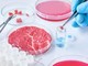 Cibo prodotto in laboratorio, Coldiretti Novara-Vco: “Restano dubbi su sicurezza e sostenibilità” Cibo prodotto in laboratorio, Coldiretti Novara-Vco: “Restano dubbi su sicurezza e sostenibilità”