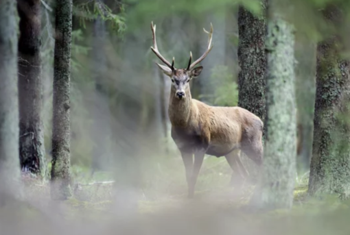 Più cervi e camosci abbattuti in Canton Vallese
