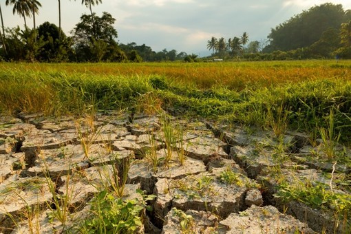 Coldiretti Piemonte, giornata ambiente: attenzione a cambiamenti climatici e consumo di suolo