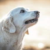 Displasia dell'anca nel cane: Come riconoscerla e affrontarla?