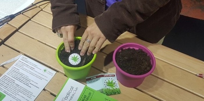 Dolore cronico e nausea da chemio, in Piemonte cresce l'uso di cannabis terapeutica