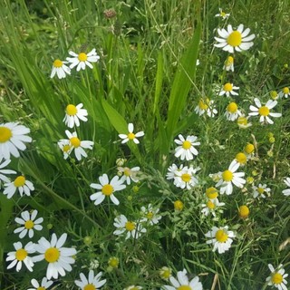 Le piante di camomilla