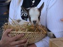 Al Centro del fondo la mostra del capretto vigezzino Al Centro del fondo la mostra del capretto vigezzino