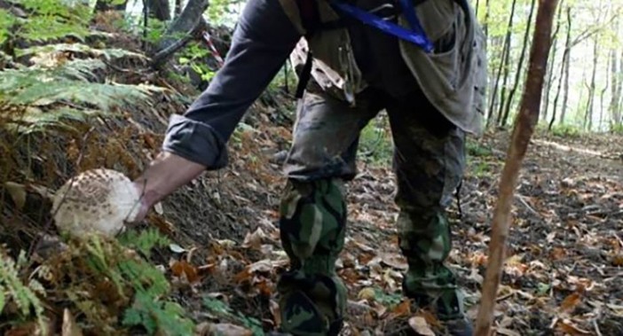 Cercatori di funghi, il Soccorso Alpino lancia l'appello: "Aiutateci a trovarvi" Cercatori di funghi, il Soccorso Alpino lancia l'appello: "Aiutateci a trovarvi"