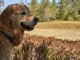 Amico Fido, l’app che aiuta a proteggere cani e gatti dai pericoli: oltre 35mila download in meno di un anno