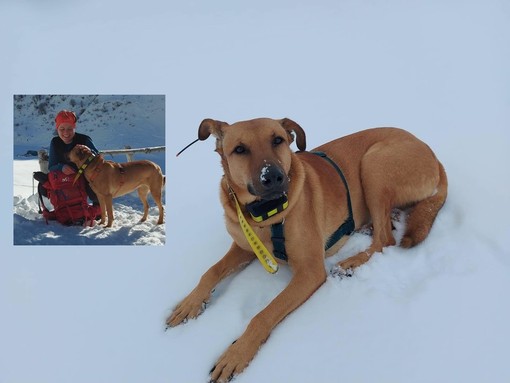 "Aiutateci a trovare Eos, il cane di Vanessa" "Aiutateci a trovare Eos, il cane di Vanessa"