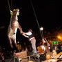 Con la tirata del bue sul campanile si apre la Festa dell'Uva di Masera