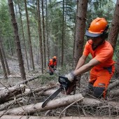 Foreste, la regione anticipa il periodo di taglio dei castagni Foreste, la regione anticipa il periodo di taglio dei castagni
