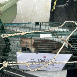 Catturata la faina dell'ospedale