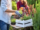 Piante e fiori arrivano dall'estero: l'sos di Coldiretti Piemonte Piante e fiori arrivano dall'estero: l'sos di Coldiretti Piemonte