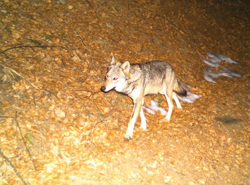 Polemica a Ornavasso per la serata sui lupi organizzata dal Parco Val Grande
