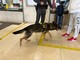 Un chilo di hashish nascosto nel bagaglio: arrestata alla stazione di Domodossola