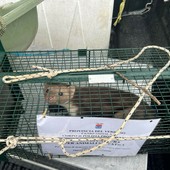 Catturata la faina dell'ospedale Catturata la faina dell'ospedale