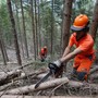Foreste, la regione anticipa il periodo di taglio dei castagni Foreste, la regione anticipa il periodo di taglio dei castagni
