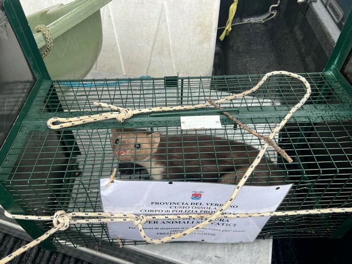 Catturata la faina dell'ospedale Catturata la faina dell'ospedale