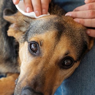 Passeggiate, Gioco e Libertà: Come le Attività all’Aperto Migliorano la Vita di Cani e Gatti