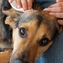 Passeggiate, Gioco e Libertà: Come le Attività all’Aperto Migliorano la Vita di Cani e Gatti