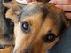Passeggiate, Gioco e Libertà: Come le Attività all’Aperto Migliorano la Vita di Cani e Gatti