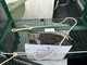 Catturata la faina dell'ospedale