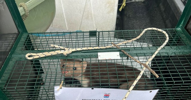 Catturata la faina dell'ospedale