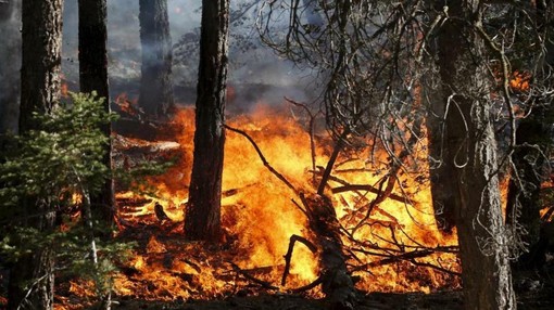 Incendi boschivi, in Piemonte scatta lo stato di massima pericolosità: ecco i divieti da rispettare