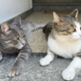 La Regione sostiene 22 progetti comunali per la gestione delle colonie feline
