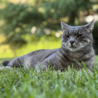 Il 17 febbraio è la Festa nazionale del Gatto, tutto su questi animali magici e affascinanti