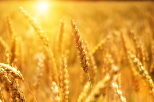 Regione, aperti i bandi per il credito di conduzione in favore di imprenditori agricoli singoli e associati Regione, aperti i bandi per il credito di conduzione in favore di imprenditori agricoli singoli e associati