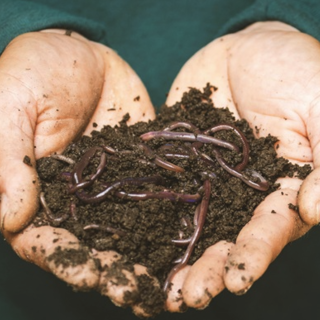 Humus di lombrico: tutto quello che devi sapere su questo fertilizzante naturale