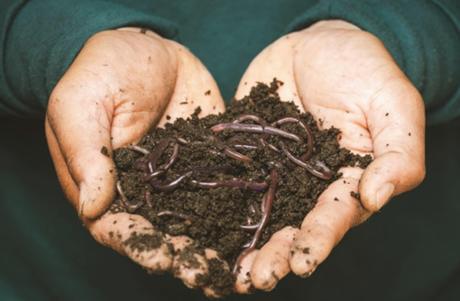 Humus di lombrico: tutto quello che devi sapere su questo fertilizzante naturale