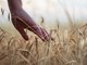 Giovani in agricoltura, ecco 11,6 milioni di euro a sostegno di aziende under 41: c'è anche Biella