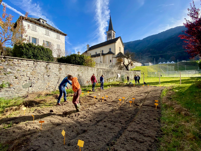 Dal buon grano all’eccellenza dei runditt: a Malesco la semina collettiva e il bilancio di tre anni di ricerca