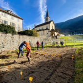 Dal buon grano all’eccellenza dei runditt: a Malesco la semina collettiva e il bilancio di tre anni di ricerca Dal buon grano all’eccellenza dei runditt: a Malesco la semina collettiva e il bilancio di tre anni di ricerca