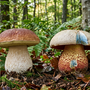 Funghi sicuri nei boschi del Vco: controlli attivi a Verbania, Omegna e Domodossola Funghi sicuri nei boschi del Vco: controlli attivi a Verbania, Omegna e Domodossola