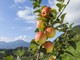 Mele piemontesi, raccolta anticipata per il caldo e produzione in crescita Mele piemontesi, raccolta anticipata per il caldo e produzione in crescita