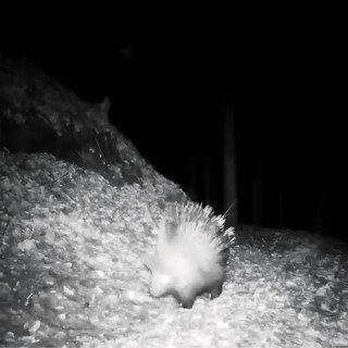 Istrice avvistato in una valle dell’Ossola: primo riscontro certo nel Nord Piemonte