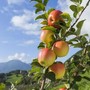 Mele piemontesi, raccolta anticipata per il caldo e produzione in crescita