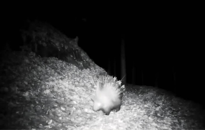 Istrice avvistato in una valle dell’Ossola: primo riscontro certo nel Nord Piemonte Istrice avvistato in una valle dell’Ossola: primo riscontro certo nel Nord Piemonte